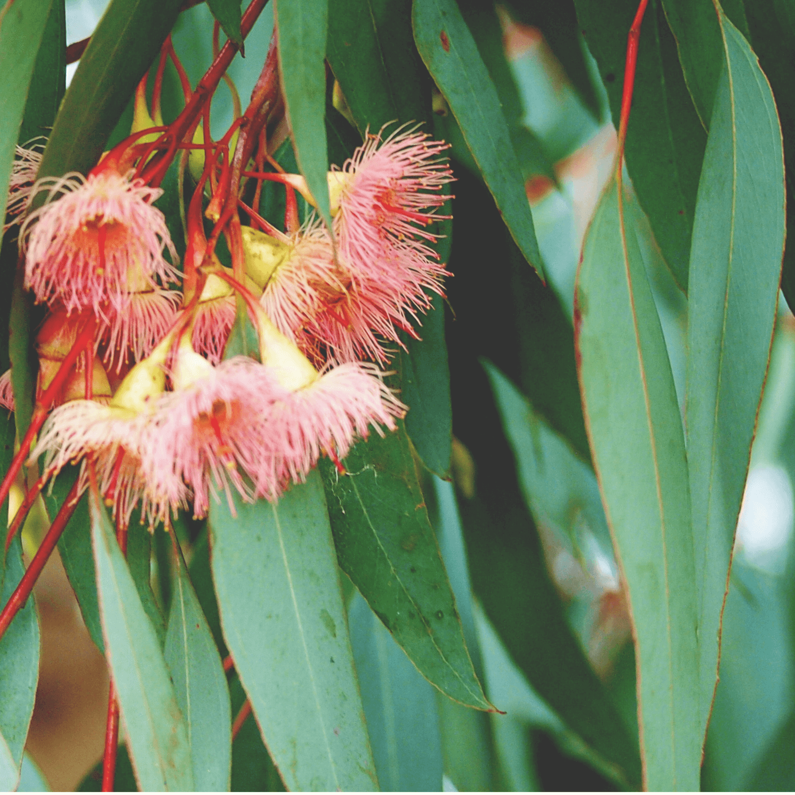 Australian Favourites