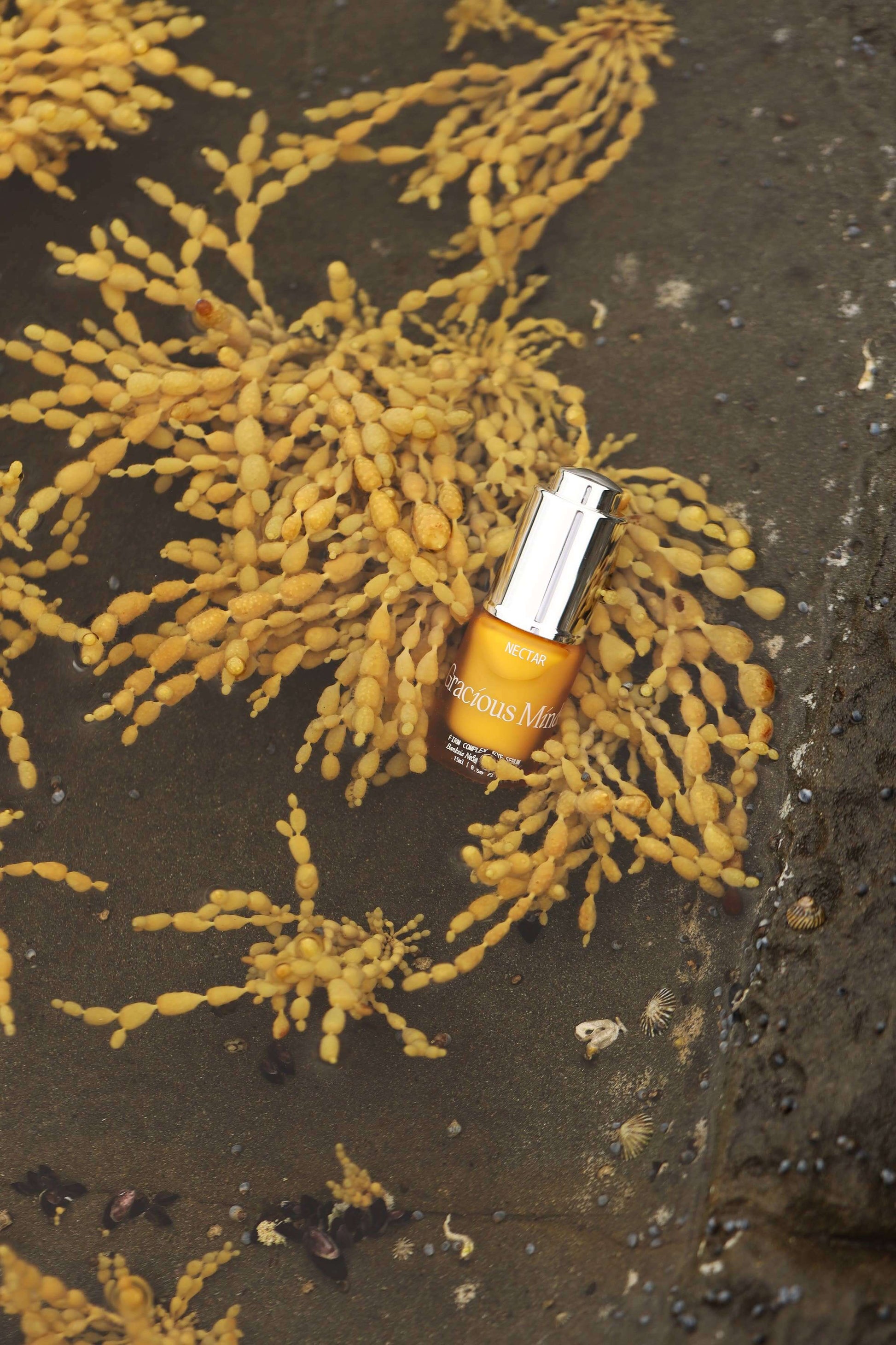 Gracious Minds Nectar Firming Eye Serum Elixir 15ml surrounded by seaweed showcasing natural ingredients